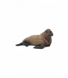 Cria De Morsa Ref: 88570