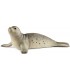 Foca Ref: 14801