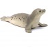 Foca Ref: 14801