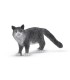 Gato Maine Coon Ref: 13893