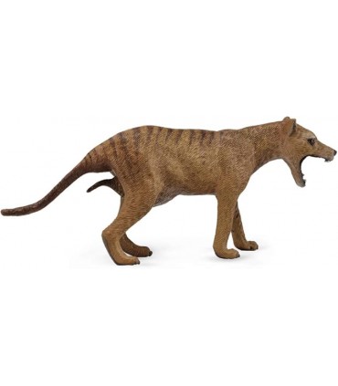 Thylacine TigreTasmania Hembra Ref:88767