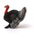 Pavo Ref: 13900 