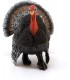 Pavo Ref: 13900 