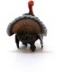 Pavo Ref: 13900 