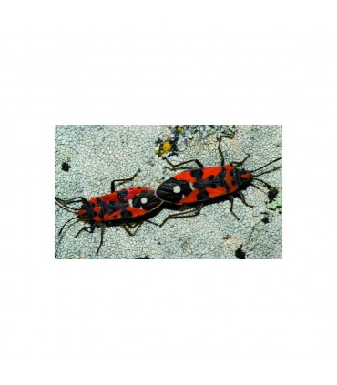 Insecticefa Plus 21852