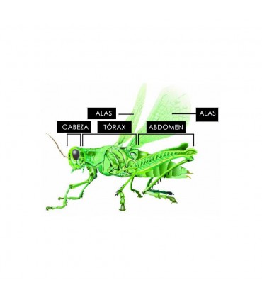 Insecticefa Plus 21852
