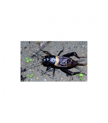 Insecticefa Plus 21852