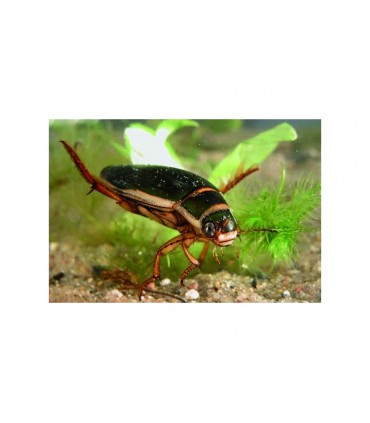 Insecticefa Plus 21852