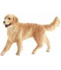 Golden Retriever Hembra 16395 