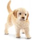 Cachorro Golden Retriever 16396