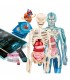 Superanatomia Ref: 55509
