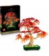 Bonsai De Arce Rojo Japones 10348