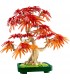 Bonsai De Arce Rojo Japones 10348
