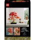 Bonsai De Arce Rojo Japones 10348