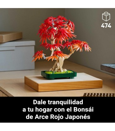 Bonsai De Arce Rojo Japones 10348