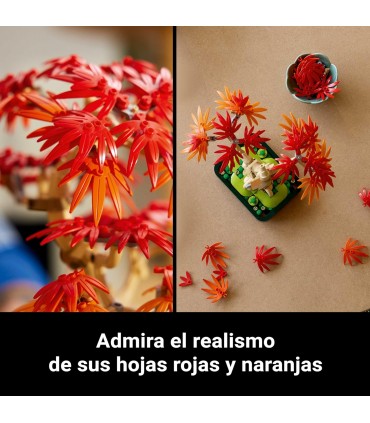 Bonsai De Arce Rojo Japones 10348