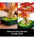 Bonsai De Arce Rojo Japones 10348