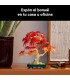 Bonsai De Arce Rojo Japones 10348