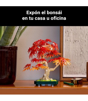 Bonsai De Arce Rojo Japones 10348