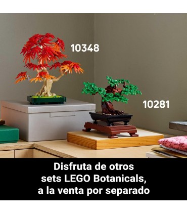 Bonsai De Arce Rojo Japones 10348