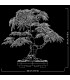 Bonsai De Arce Rojo Japones 10348
